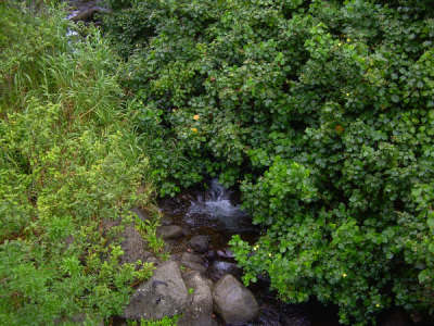 Stream at 'Iao Valley